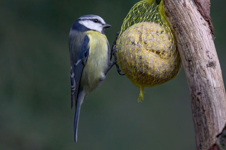 bird fat ball