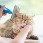 cat brush