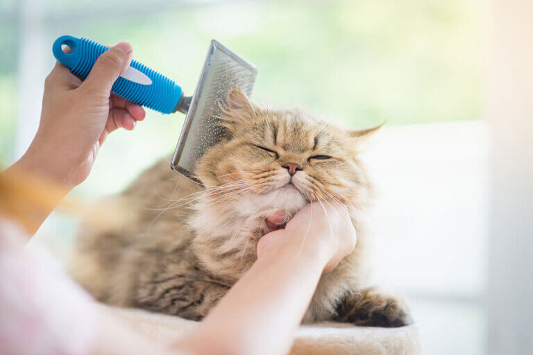cat brush