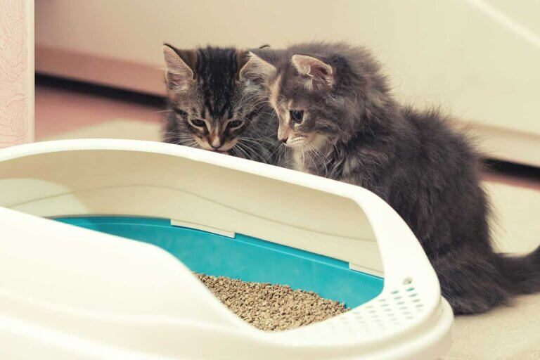 cat litter box