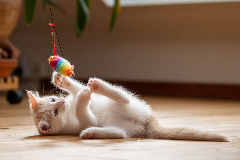 cat toy