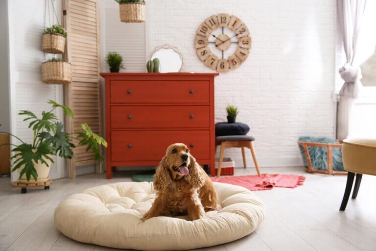 dog bed