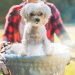 dog bike basket