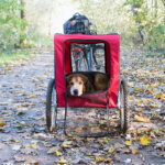 dog bike trailer