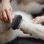 dog brush