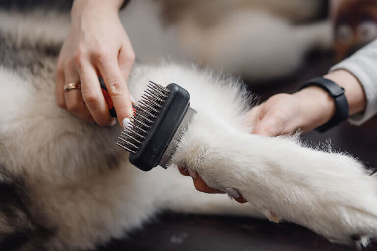 dog brush
