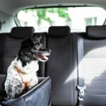 dog car seat