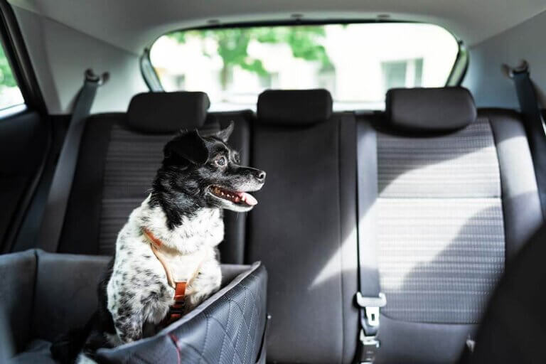 dog car seat