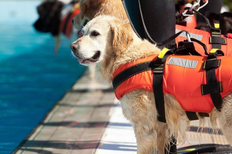 dog life jacket