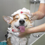 dog shampoo