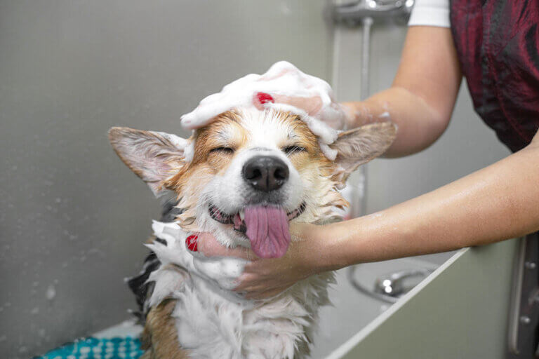 dog shampoo