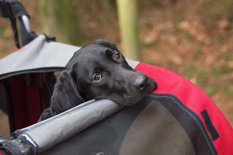 dog stroller