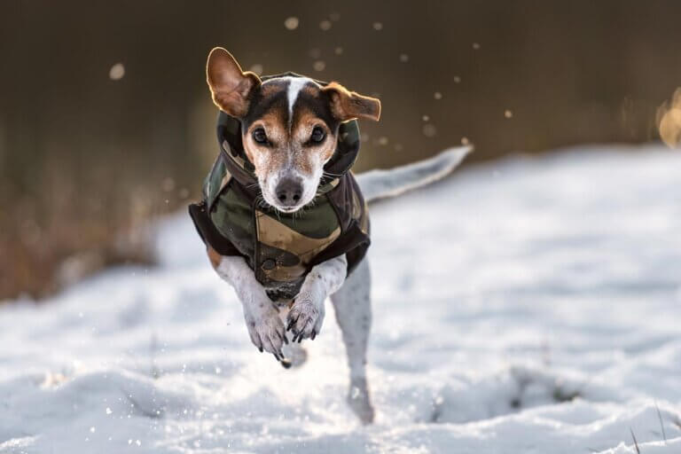 dog winter coat