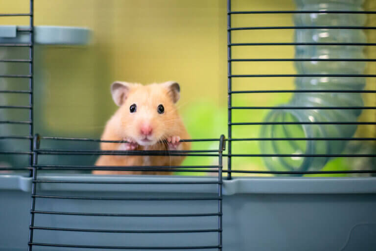 hamster cage