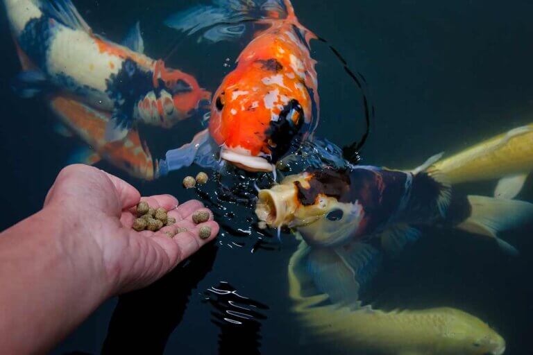 koi food