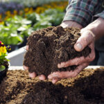 potting soil