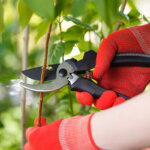 pruning shears