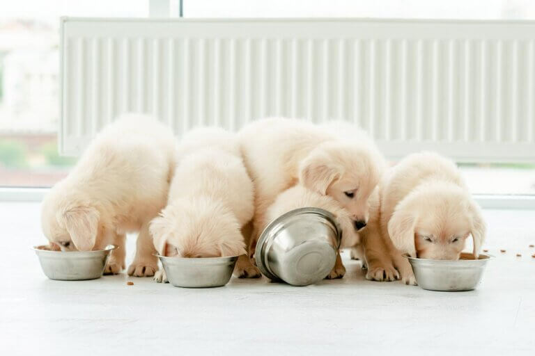 puppy food