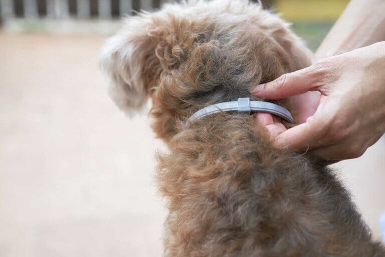 tick collar for dogs