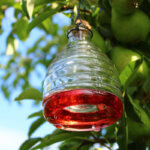 wasp trap