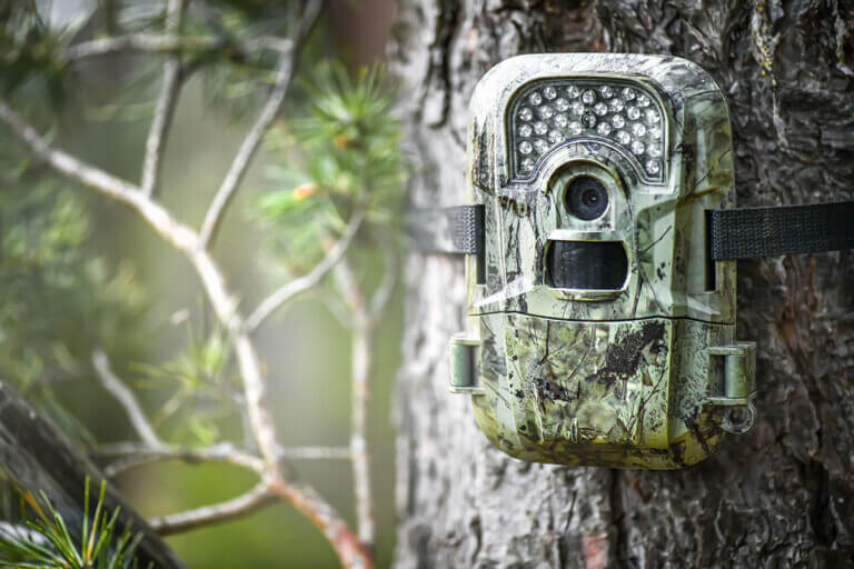 wildlife camera